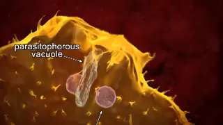 Animated life cycle of T. cruzi in the human host.