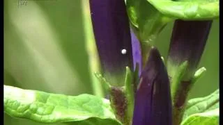 Maculinea - bedrohte Schmetterlinge