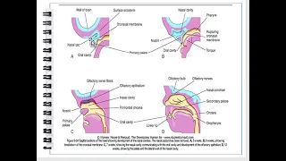 Development of the nose and paranasal sinuses. Dr.  Noura