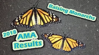 Raising Monarchs - 2018 AMA Results (Help The Monarch Butterfly)