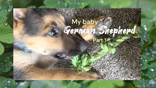 My baby German Shepherd - Part 1 🐾❤️