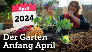 Garten Anfang April: Aussaaten und Pflanzungen im Freiland, die Sinn machen! 🫛🥕🥬🧅🥔🥦🌼