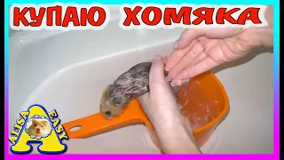 ХОМЯК С ПОМОЙКИ ИЗЮМЧИК - КУПАЮ / СПАСЕНИЕ ХОМЯКА / Alisa Easy Pets