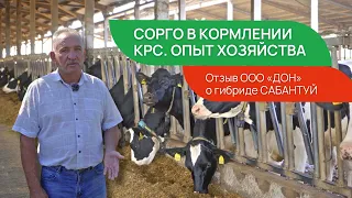 Сорго в кормлении #КРС. Опыт хозяйства. #сорго