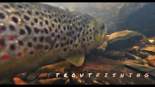 Trout Fishing with Cool Aussie Wildlife