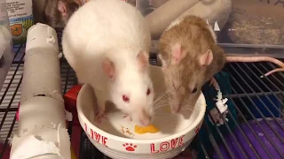 Pet rats fight over food | face slap contest