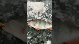 Зимняя рыбалка. Ловля окуня на балансир