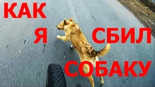 Собаки и велосипед Как я сбил собаку/Полтава
