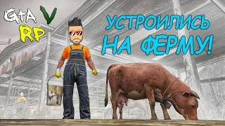 УЧИМ ДИЗОФА ДОИТЬ КОРОВ! НОВАЯ УГАРНАЯ РАБОТА НА ФЕРМЕ В ГТА 5 РП! (ECLIPSE GTA 5 RP)