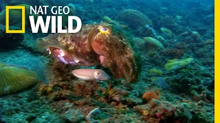 See the Cuttlefish's Interesting Way of "Cuddling" | Nat Geo Wild