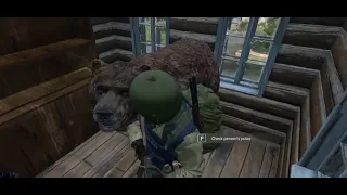 Dayz bears working as intended