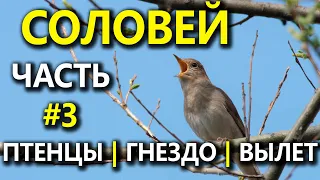 Гнездовая жизнь Соловья. Часть 3. Птенцы: развитие и вылет