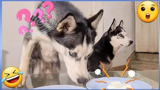 I put FOOD for my DOGS and leave them alone !! DO YOU EAT IT OR NOT? [FUNNY REACTION] 🤣