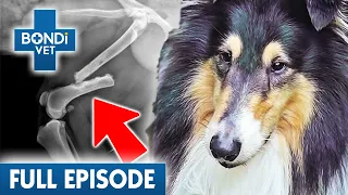 Agonising Broken Leg For Abused Rescue Dog 💔| Bondi Vet Coast to Coast Season 3 Ep 4 | Full Episode