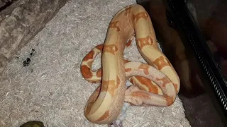 Императорский удав Клеопатра кушает. Boa constrictor imperator Cleopatra eating