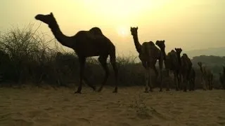La dificultad de vivir de los camellos