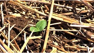 Пробный посев арбузов. Технология No-Till. КФХ "Потапов".