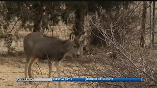 Urban deer hunt getting support in Canon City