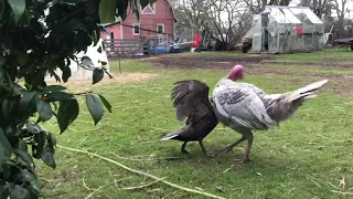 Fight Club: Turkey vs Duck - Epic Battle