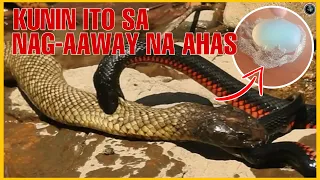 KUNIN ITO SA DALAWANG NAGAAWAY NA AHAS | TRABUNGKO O MUTYA NG AHAS | Bhes Tv