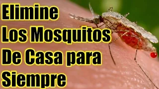Trampa Casera para erradicar  los Mosquitos transmisores del Zika, Dengue y otros virus