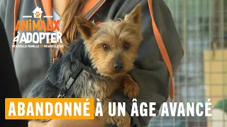 Abandonné à un âge avancé - Animaux à adopter