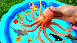 Learn With Wild Animals in Blue Water Tub Shark Toys For Kids