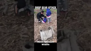 Drop Bear Attacks Child..