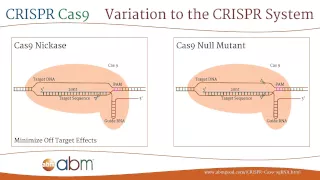 CRISPR Cas9 - A Brief Introduction