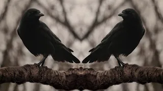 Ravens - A Tergo Lupi --- Tagelharpa & Ritual Drum - Dark Folk