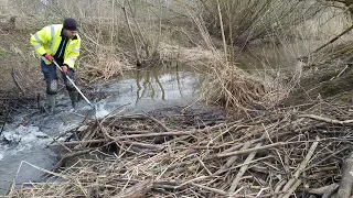 Expedition #5 | Beaver dam removal. 3 in a row. A lot of water after rain.