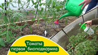 Подкормка томатов с биопрепаратами / Полив и опрыскивание томатов / Минская область Беларусь Belarus