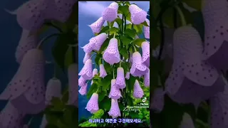 🌹#꽃구경하세요🌹⚘️#힐링.....