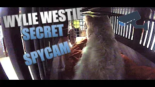 The Ultimate Adventure: A Fearless Dog's Journey In The Hold! Spy Cam