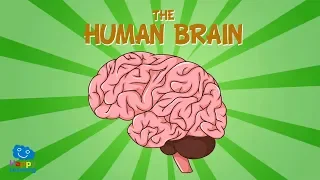 The Human Brain | Educational Videos for Kids