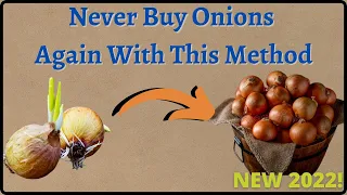 How to Re-Grow Onions From Sprouted Onions