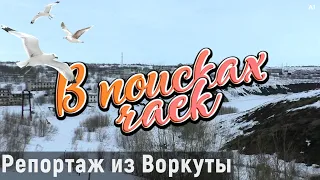 Воркута. В поисках прилетевших чаек | Мини-репортаж, май 2024