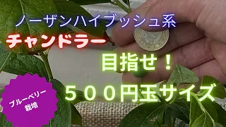 【ブルーベリー栽培】チャンドラーで５００円玉チャレンジ‼︎