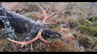 Älgjakt I Bastfallet - Moose Hunt 2019, Day 2-4