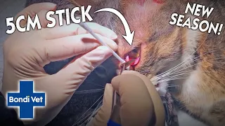 Vets Pull A 5cm Stick Out Of Cats EYE?! | BRAND NEW SEASON | Full Episode | Bondi Vet