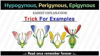 Hypogynous, Perigynous, Epigynous Example Tricks with easiest explanation || NCERT 11TH
