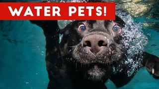 The Best Pet & Animal WATER FAILS & BLOOPERS of 2016 Weekly Compilation | Funny Pet Videos