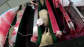 You won't believe this sheep factory. See what you've done