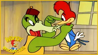 Woody Dines Out | Woody Woodpecker | Old Cartoon | Woody Woodpecker Full Episodes | Videos for Kids