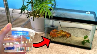 *NEW* BETTA FISH QUARANTINE TANK AQUARIUM SETUP!!