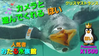 小樽水族館【Gentoo Penguin】ジェンツーペンギン  🐧   Panasonic HC-X1500撮影映像