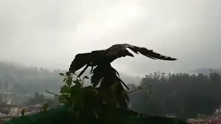 Crow slow motion flying