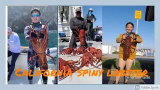 【Lobster】Robert's spiny lobsters record catch! 7 giant lobsters in one day! I got a 5 pounder too :P