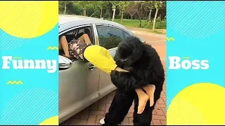 Best of Chinese Funny Videos | Chinese Vines On Whatsapp Funny 2018