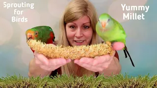How to Sprout Spray Millet for Pet Birds | Sprouting Spray Millet for Parrots, Parakeets and Finches